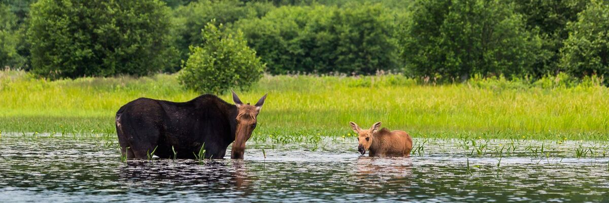 Kanada, Algonquin Provincial Park