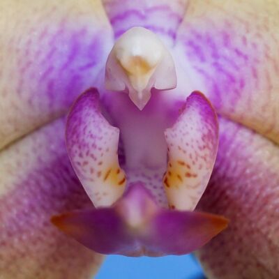 Orchideen-Monster