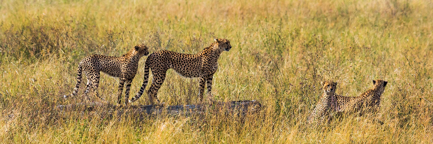 Tansania, Serengeti